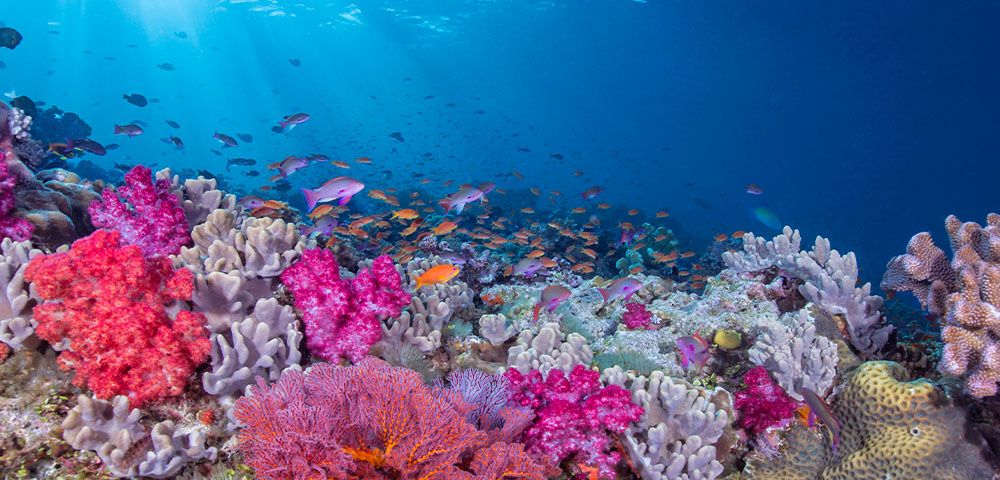 Snorkelling and Diving in Fiji - Gallery Image