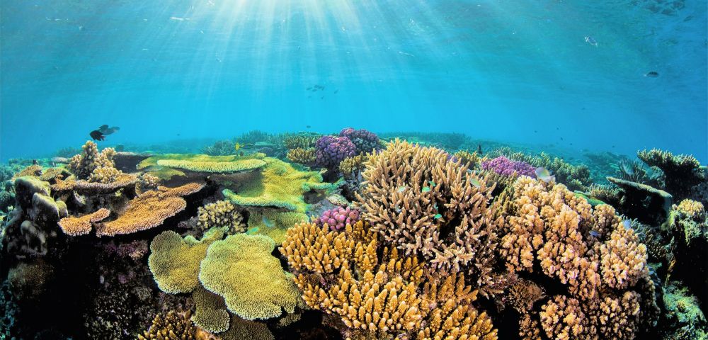 MY-HOLIDAY-Coral-Reef-Underwater-at-Barefoot-Manta-Island-Resort-in-fiji