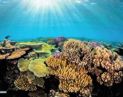 MY-HOLIDAY-Coral-Reef-Underwater-at-Barefoot-Manta-Island-Resort-in-fiji