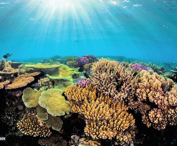 MY-HOLIDAY-Coral-Reef-Underwater-at-Barefoot-Manta-Island-Resort-in-fiji