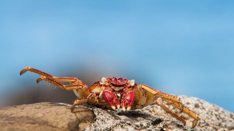 my-fiji-mud-crab-on-rock-traditional-fijian-food