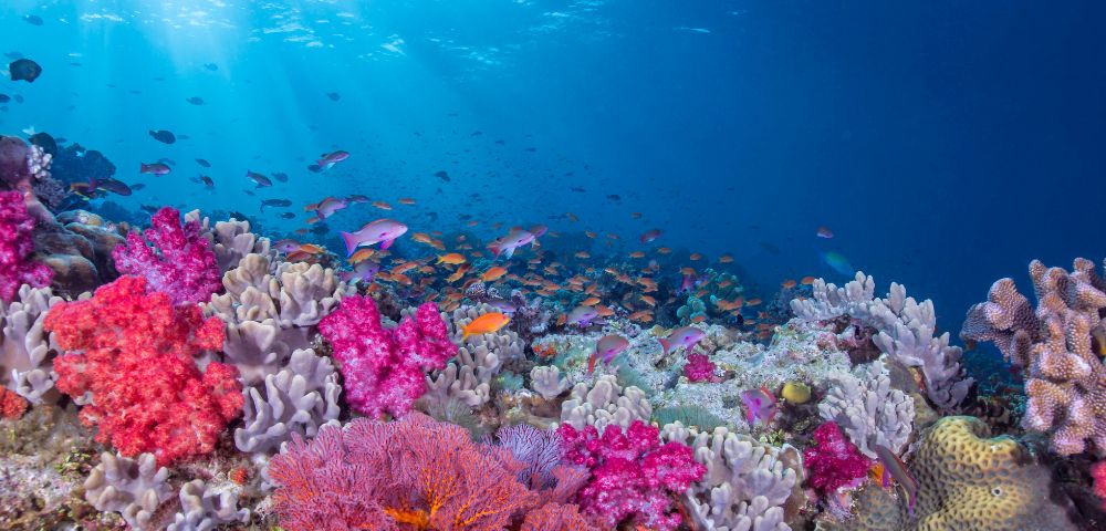 my-fiji-underwater-reef-coral-when-diving-the-bligh-waters-rakiraki