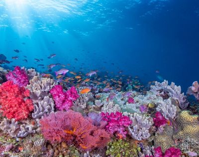 my-fiji-underwater-reef-coral-when-diving-the-bligh-waters-rakiraki