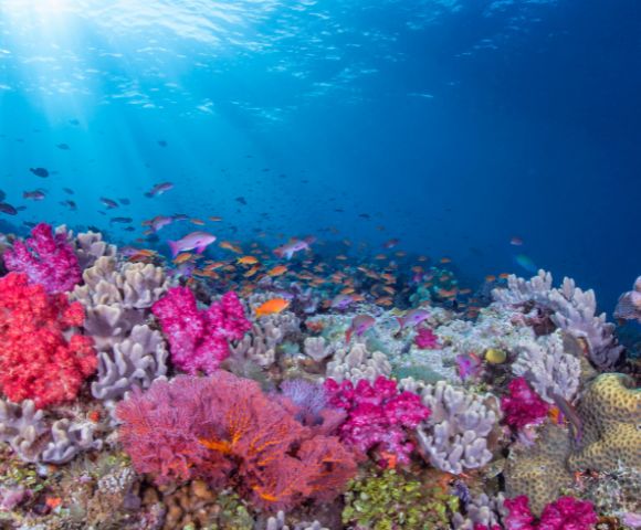 my-fiji-underwater-reef-coral-when-diving-the-bligh-waters-rakiraki