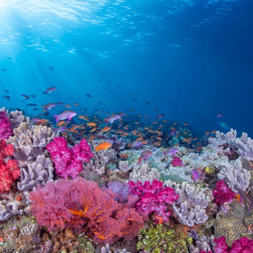 my-fiji-rakiraki-colourful-coral-in-fiji