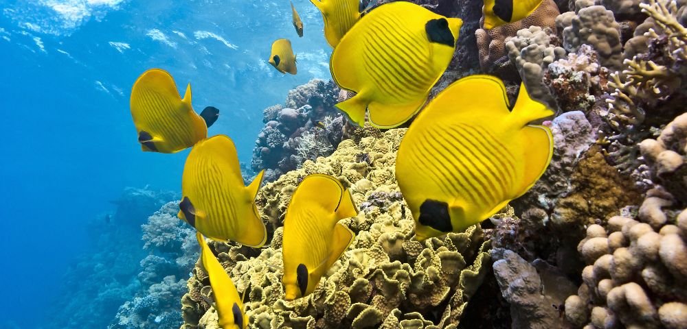 my-fiji-fish-and-coral-snorkelling-on-south-sea-sailing