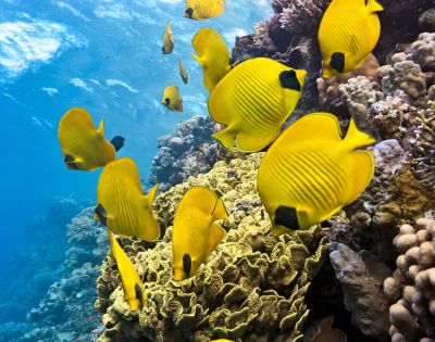 my-fiji-fish-and-coral-snorkelling-on-south-sea-sailing