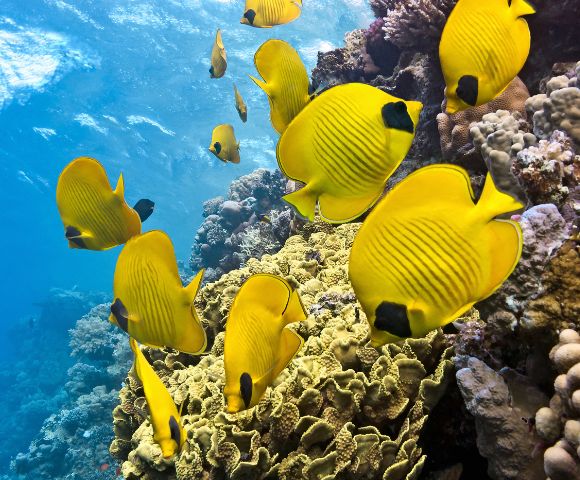 my-fiji-fish-and-coral-snorkelling-on-south-sea-sailing