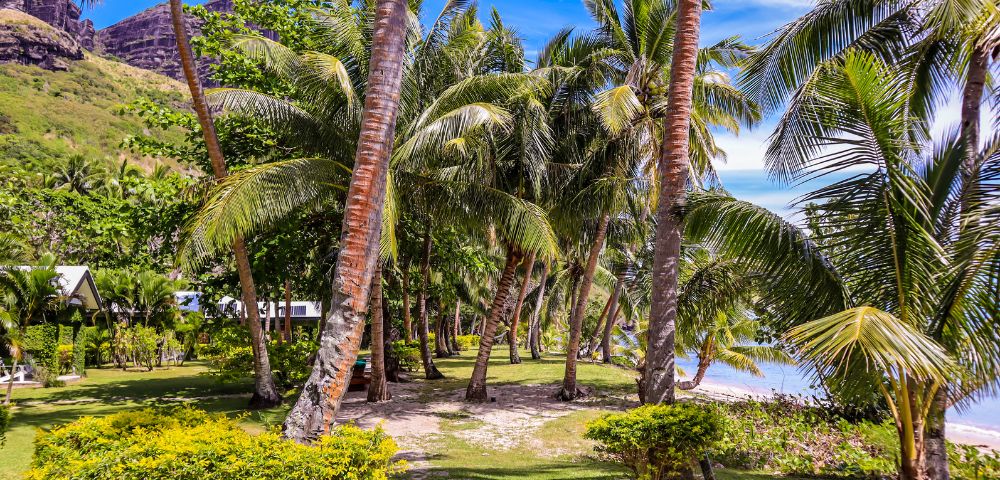 my-fiji-palm-trees-on-pathway-beach-in-waya-islands