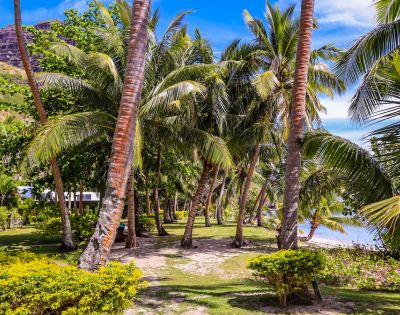 my-fiji-palm-trees-on-pathway-beach-at-waya-islands-resort