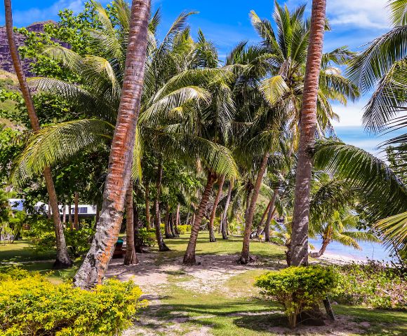 my-fiji-palm-trees-on-pathway-beach-at-waya-islands-resort